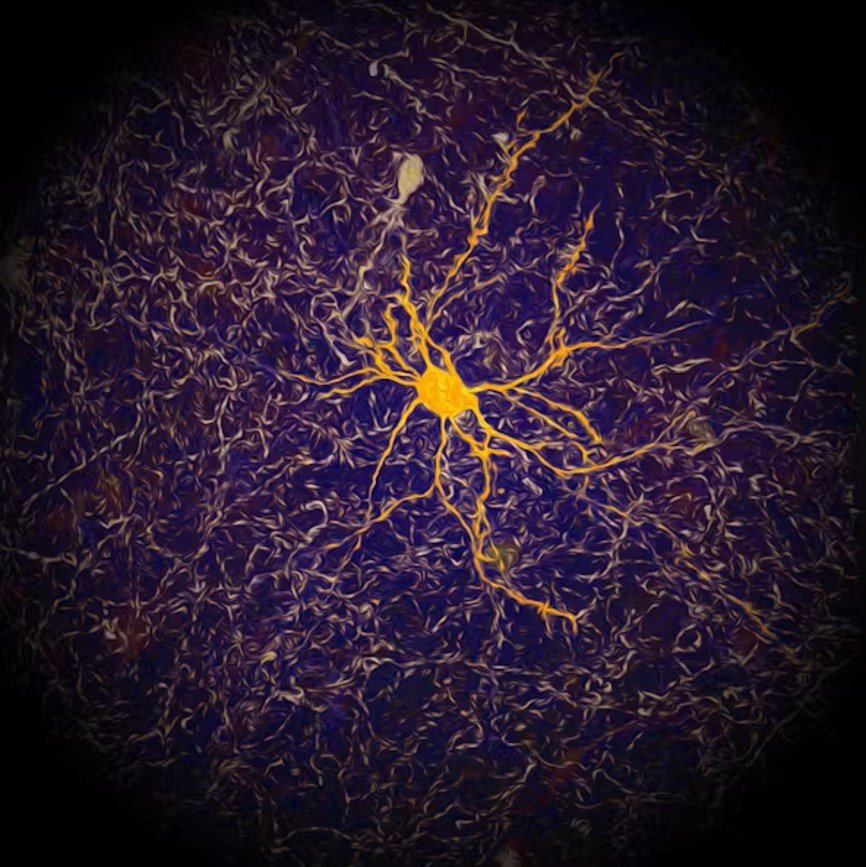 Imagerie neuronale